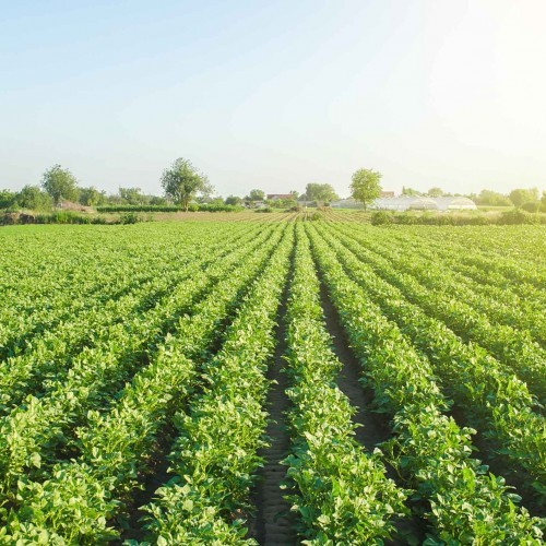 Local Farms